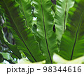 crop closeup on large green leaves of tropical plants, large bird's nest fern leaves, under natural sunlight outdoor selective focus with blur background  98344616