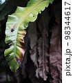 crop closeup on large green leaves of tropical plants, large bird's nest fern leaves, under natural sunlight outdoor selective focus with blur background  98344617