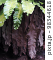 crop closeup on large green leaves of tropical plants, large bird's nest fern leaves, under natural sunlight outdoor selective focus with blur background  98344618