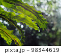crop closeup on large green leaves of tropical plants, large bird's nest fern leaves, under natural sunlight outdoor selective focus with blur background  98344619