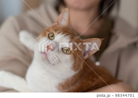 猫を抱く人　茶トラ白 98344701