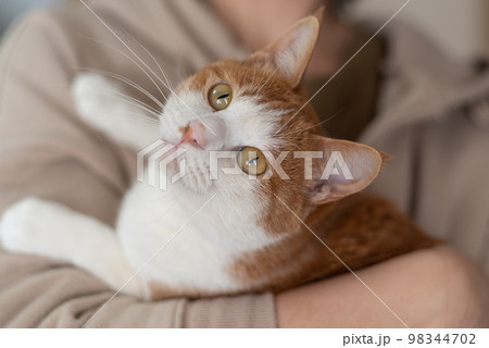 猫を抱く人 茶トラ白 猫を抱く人 茶トラ白 98344702