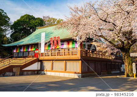 小江戸川越の春　桜満開の喜多院　慈恵堂（潮音殿）　 98345210