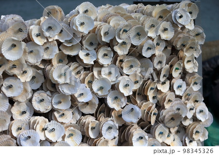 牡蠣養殖の仕掛け　イメージ 98345326