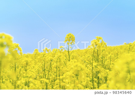 一面の菜の花畑と青空 98345640