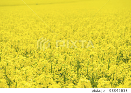 一面の菜の花畑 98345653
