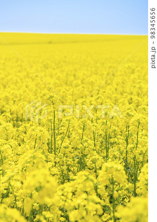一面の菜の花畑と青空 98345656