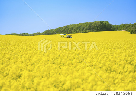一面の菜の花畑とトラクターに引かれた幌馬車 98345663