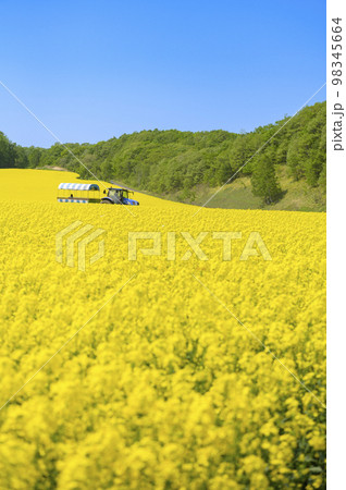 一面の菜の花畑とトラクターに引かれた幌馬車 一面の菜の花畑とトラクターに引かれた幌馬車 98345664