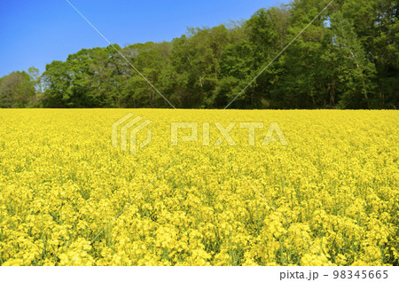 一面の菜の花畑と青空 一面の菜の花畑と青空 98345665