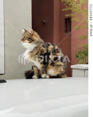 Beautiful striped cat is sitting on top of the car and relaxing 98345772