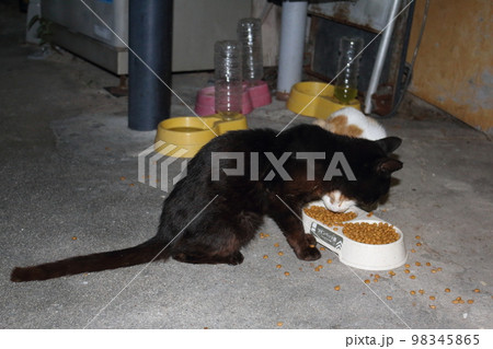 瀬戸内の島の猫 98345865