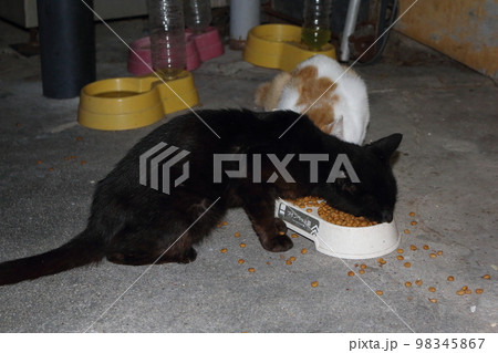 瀬戸内の島の猫 98345867