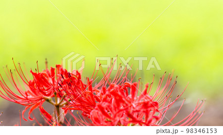 大自然の美しい彼岸花　七ツ森古墳群（彼岸花）(大分県竹田市) 98346153