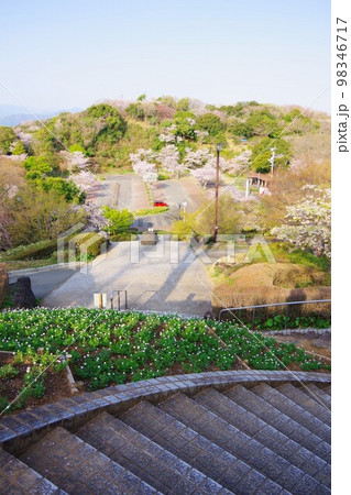 徳島市　桜の咲く眉山公園の駐車場 98346717