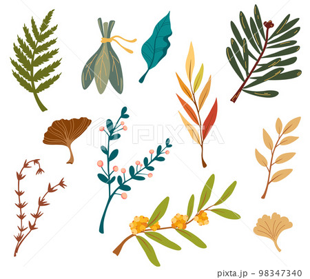 Branch with autumn leaves. Set of Flat botany elements. Modern fall seasonal decor. Floral silhouettes graphic design. Vector hand draw illustration isolated on the white background. Branch with autumn leaves. Set of Flat botany elements. Modern fall seasonal decor. Floral silhouettes graphic design. Vector hand draw illustration isolated on the white background. 98347340