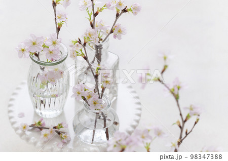 桜 啓翁桜 スタジオ撮影 桜 啓翁桜 スタジオ撮影 98347388