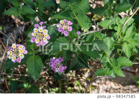 A flowering plant Lantana (Lantana) in its natural habitat A flowering plant Lantana (Lantana) in its natural habitat 98347585