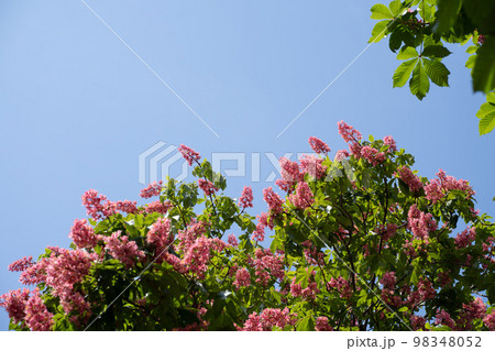 Pink chestnut flower against blue sky. Spring in the city 98348052