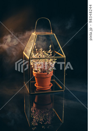 Mysterious Home Decor. Houseplant in the Terrarium 98348244