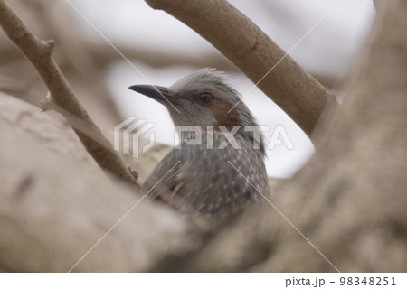 ヒヨドリ 98348251