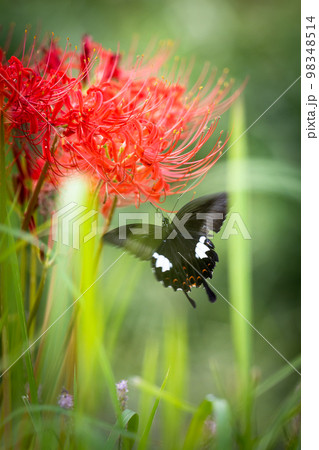 蝶々と彼岸花 クローズアップ (自然観光穴場の彼岸花街道 益城町から西原村) 蝶々と彼岸花 クローズアップ (自然観光穴場の彼岸花街道 益城町から西原村) 98348514