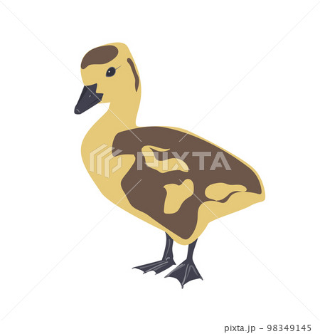 Cute little newborn fluffy gosling. One young goose isolated on a white background, vector illustration. 98349145