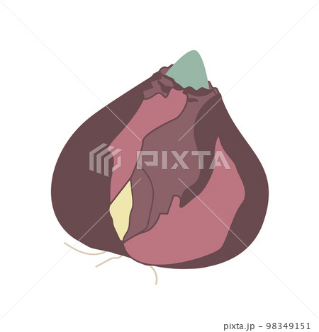Bulb of hyacinth isolated on white background. Vector illustration 98349151