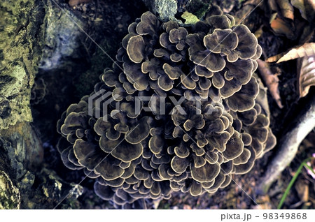 天然舞茸 クロフ 天然舞茸 クロフ 98349868