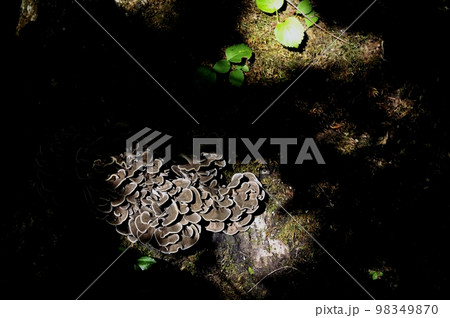 天然舞茸 クロフ 天然舞茸 クロフ 98349870