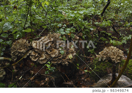 天然舞茸 トラフ 天然舞茸 トラフ 98349874