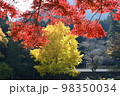 御岳渓谷の大イチョウともみじ 98350034