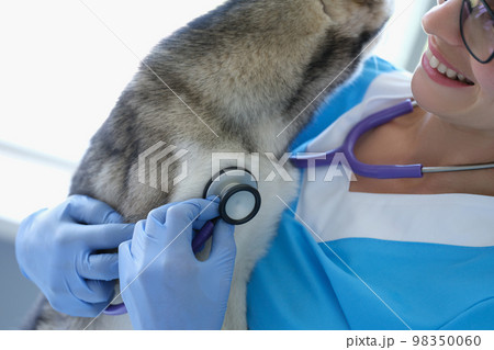Veterinarian examines husky dog with stethoscope in veterinary clinic 98350060