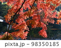 御岳渓谷遊歩道の紅葉 98350185
