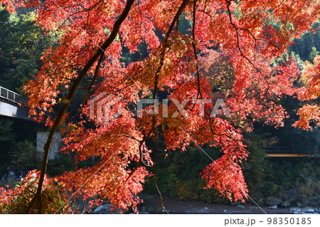 御岳渓谷遊歩道の紅葉 98350185