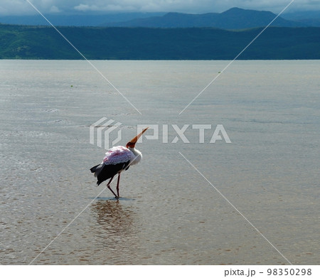 Fishing white stork in Nechisar National Park Ethiopia 98350298