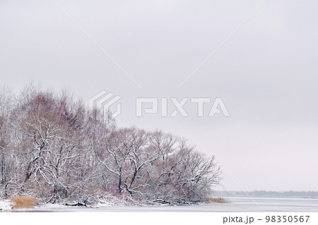 winter landscape on the lake with a view of the shore with trees winter landscape on the lake with a view of the shore with trees 98350567