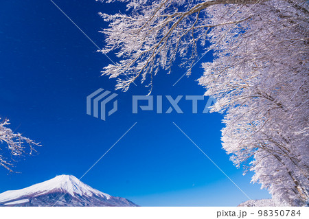 （山梨県）雪化粧した山中湖畔から望む富士山 98350784