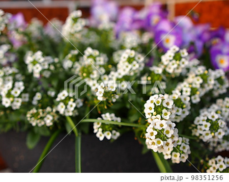 花壇のスイートアリッサムの花 花壇のスイートアリッサムの花 98351256