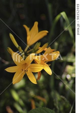 トビシマカンゾウ トビシマカンゾウ 98352449