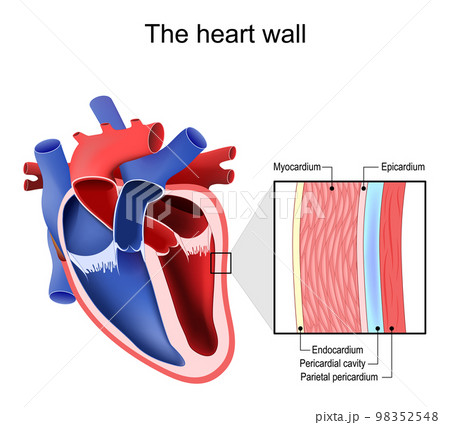 Heart wall. Pericardium structure Heart wall. Pericardium structure 98352548