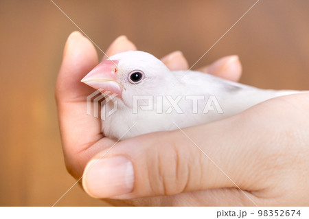 手で握られた白文鳥のヒナ 98352674