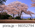 甘樫丘（奈良県明日香村）満開の桜 98352794
