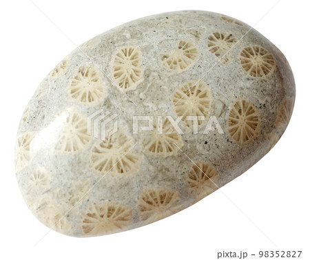天然石 菊目石 パワーストーン フォッシルコーラル 天然石 菊目石 パワーストーン フォッシルコーラル 98352827