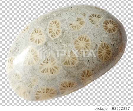 天然石 菊目石 パワーストーン フォッシルコーラル 天然石 菊目石 パワーストーン フォッシルコーラル 98352827