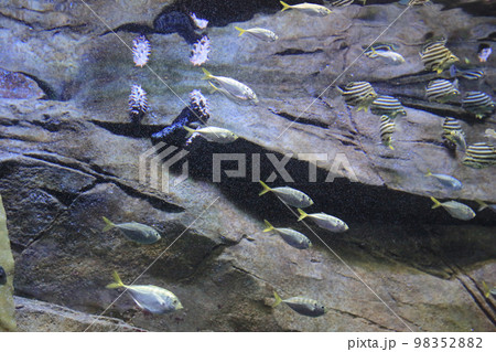 the salt water fish in the ocean or aquarium 18 Nov 2012 the salt water fish in the ocean or aquarium 18 Nov 2012 98352882