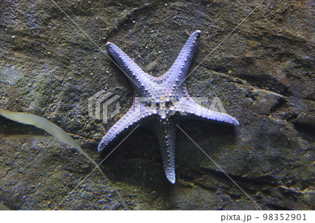 a Sea star and stones, teh animal concept a Sea star and stones, teh animal concept 98352901