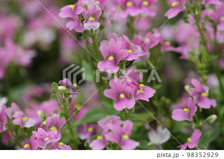a Colorful Tulip Field with hk flower show 98352929