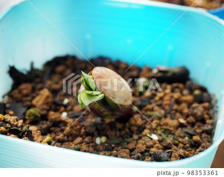 落花生の発芽 落花生の発芽 98353361