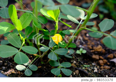 落花生の花 落花生の花 98353370